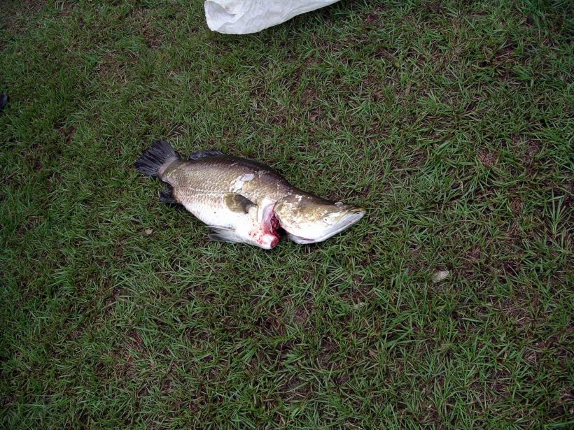 Resize of 04-26-2005 06 fish caught.JPG