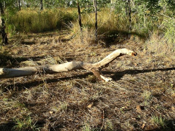 Resize of 04-29-2004 01 Dinosaur.JPG