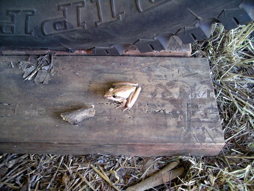 Resize of 05-02-2005 I'm a Frog.JPG