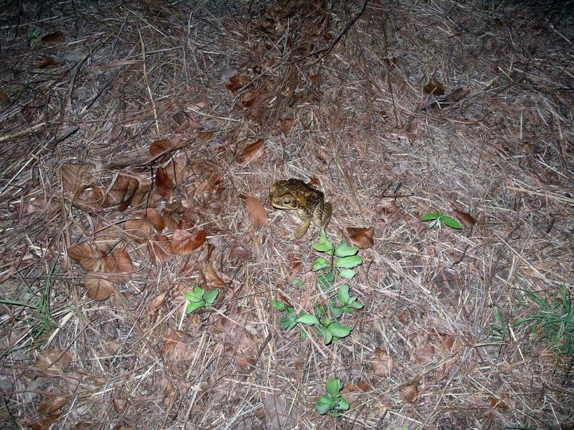 Resize of 05-03-2005 08 I'm a Cane Toad.JPG