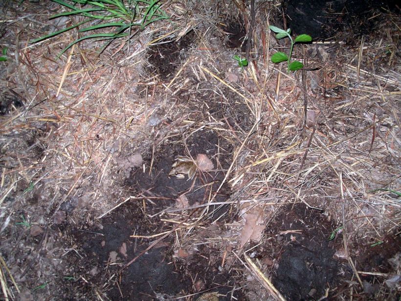 Resize of 05-03-2005 09 Pointy Nose Wallowing.JPG