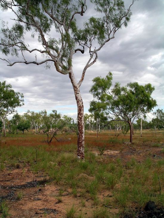 Resize of 05-07-2005 30 Tree Study Hot Dog Creek.JPG