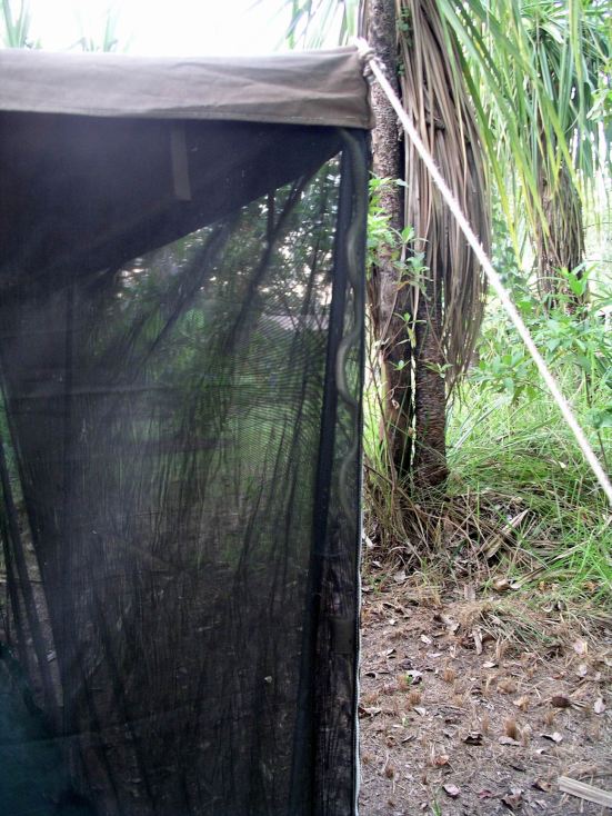 Resize of 05-07-2005 34 Tree Snake in Dining Tent.JPG