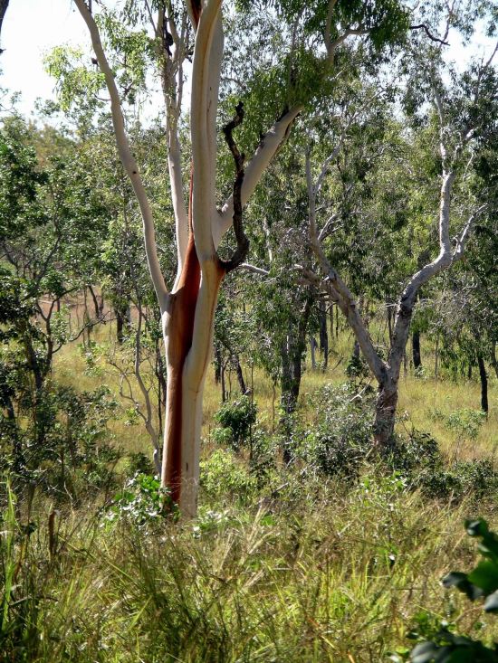 Resize of 05-14-2005 12 Tree Study.JPG