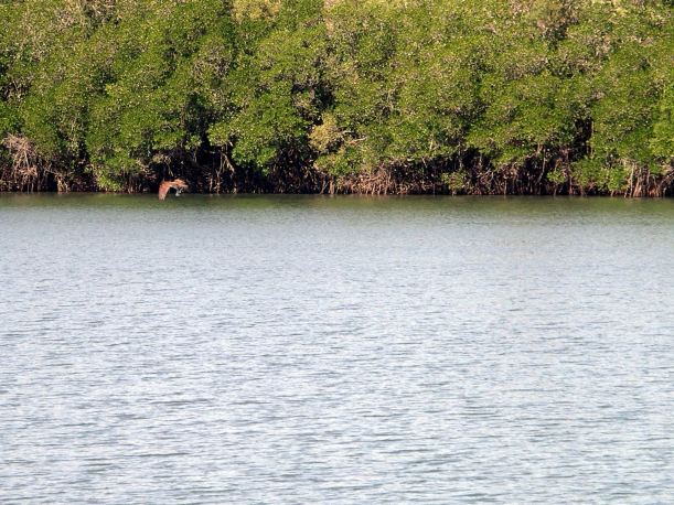Resize of 05-15-2005 07 Brahminy Kite With Fish 2.JPG