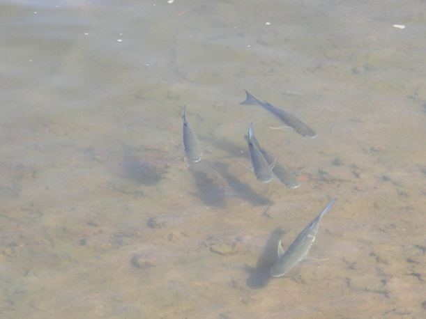 Resize of 05-15-2005 10 Mullet at The Calvert 2.JPG