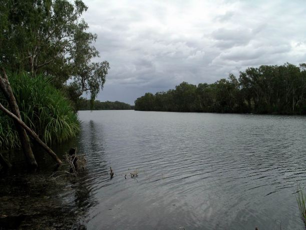 Resize of 04-24-2005 03 Fig Tree Revisited.JPG