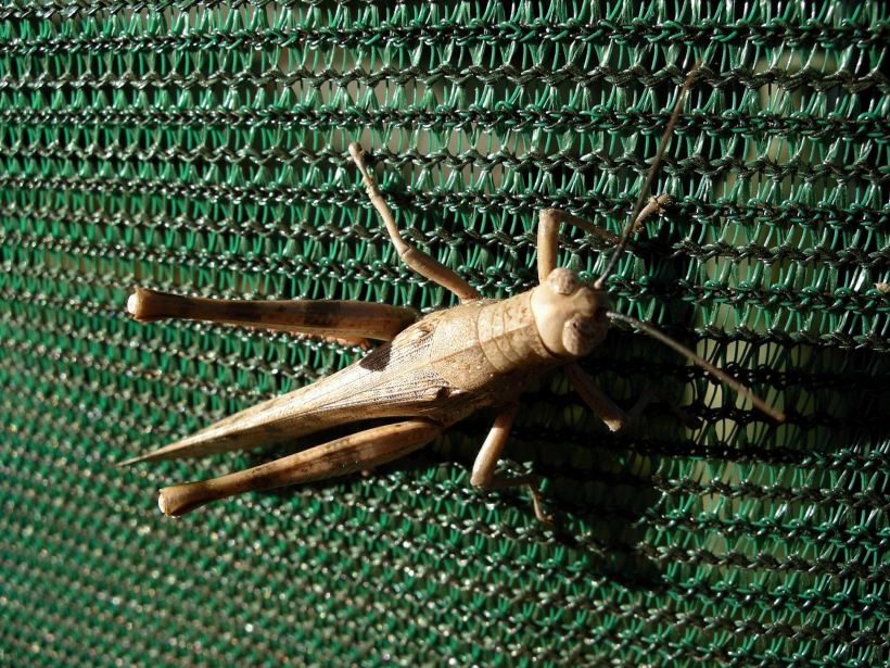 Resize of 05-27-2005 07 Grasshopper 2.JPG