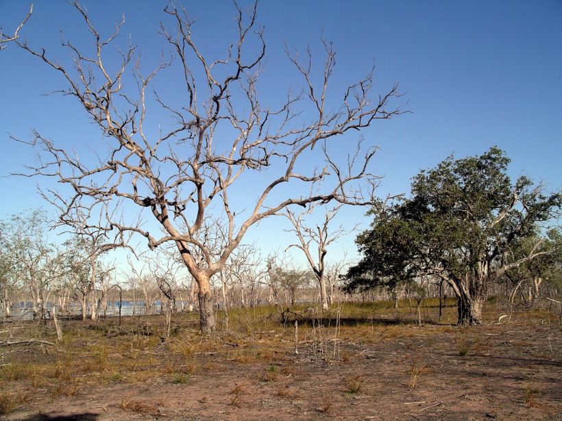 Resize of 05-29-2005 04 Wetland Tree Study.JPG