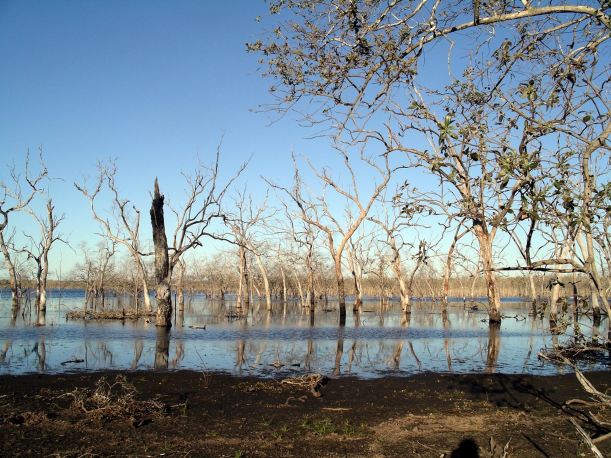 Resize of 05-29-2005 05 Wetland Tree Study 4.JPG