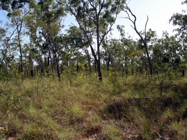 Resize of 06-04-2005 03 Vegetation June 2005.JPG