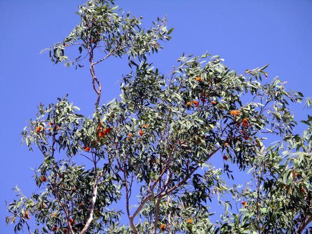 Resize of 06-04-2005 07 Woolly Butt In Flower 2.JPG
