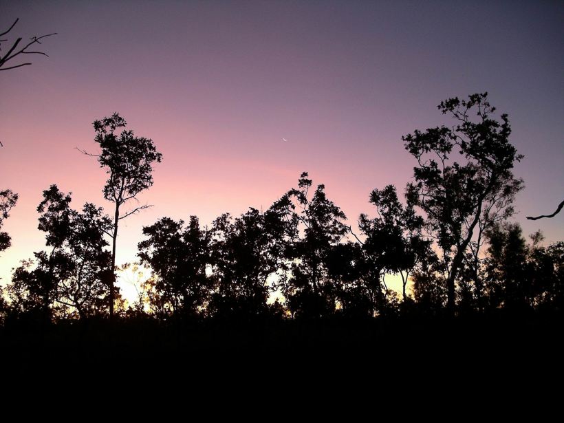 Resize of 06-09-2005 08 Cane Toad Clearing Sunset.JPG