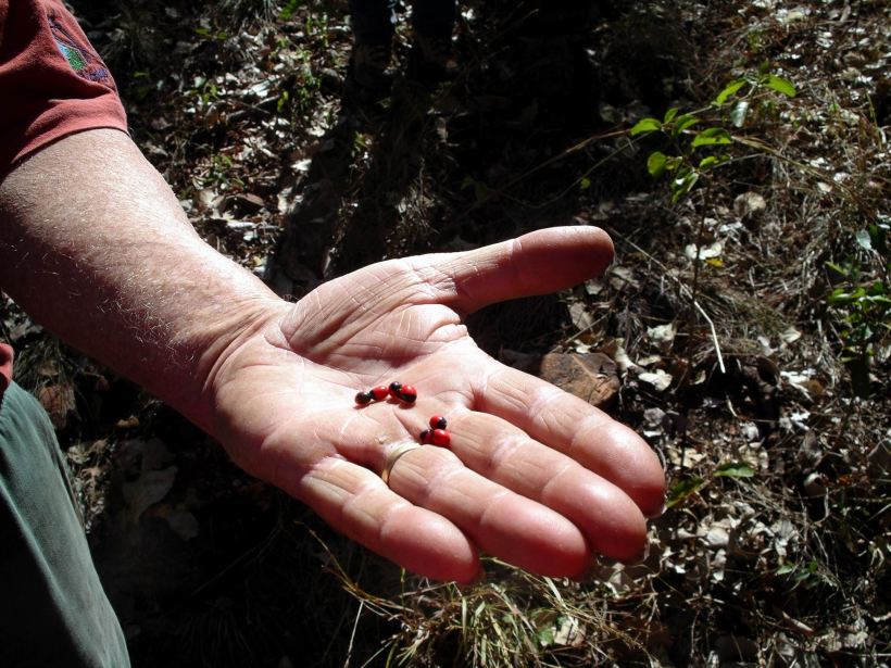 Resize of 06-12-2005 02 Black Eyed Susans.JPG
