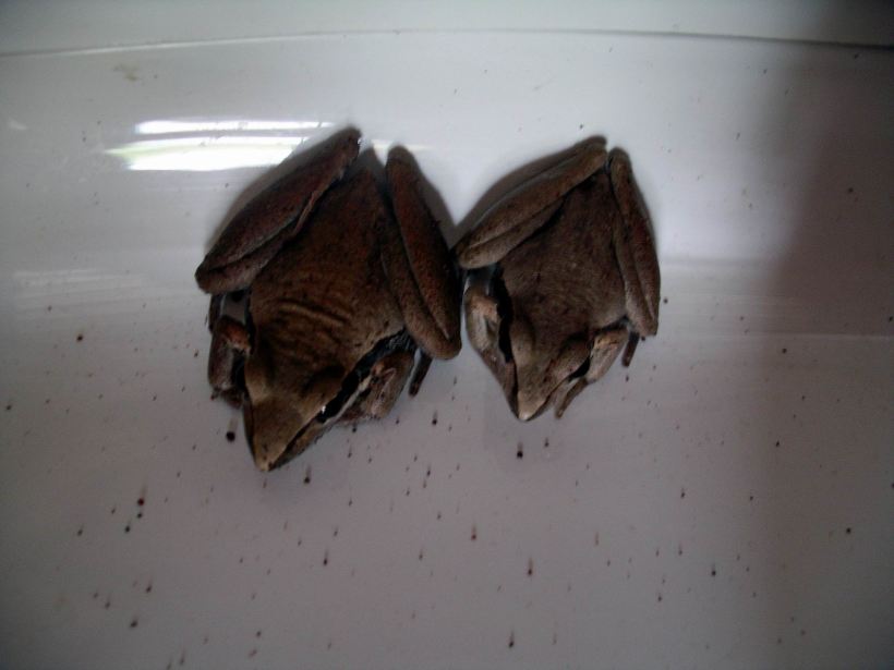 Resize of 06-20-2005 03 Two Rocket Frogs on Toilet.JPG