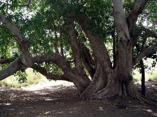 Resize of 08-30-2005 42 Fig Tree at Croc Hole.JPG