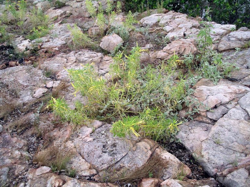 Resize of 05-07-2005 21 Hot Dog Creek Flora.JPG