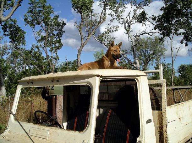 Resize of 06-03-2005 03 Ding Guard 3.JPG