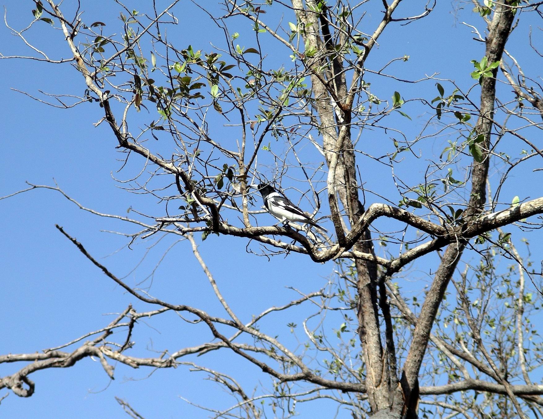 Resize of 06-04-2005 04 Pied Butcher Bird