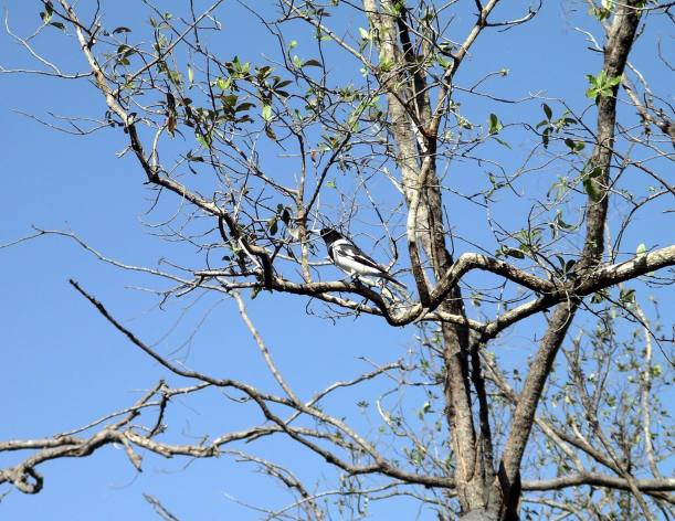Resize of 06-04-2005 04 Pied Butcher Bird