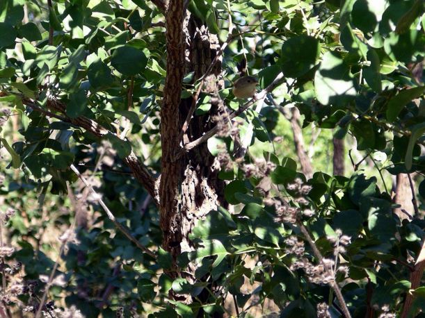 Resize of 06-26-2005 04 Yellow Bellied Flycatcher.JPG
