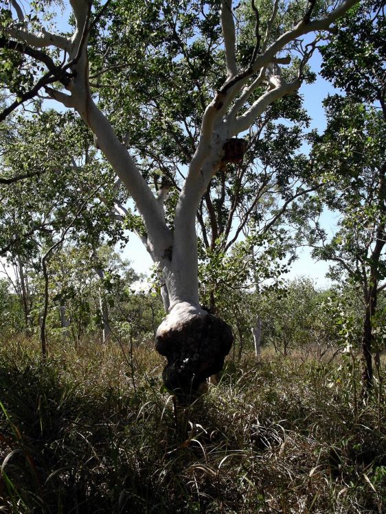 Resize of 06-26-2005 06 Rotation of Pungalina 6 096.JPG