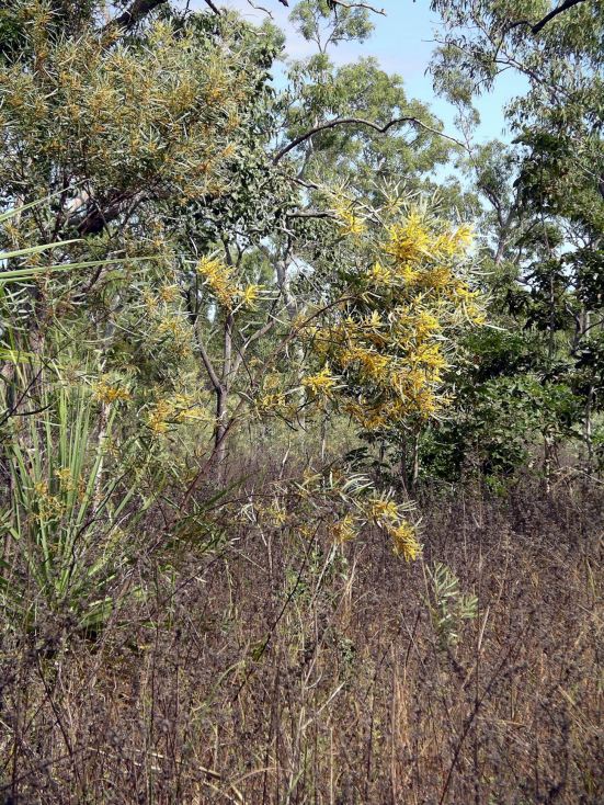 Resize of 06-26-2005 11 Rotation of Pungalina 6 100.JPG