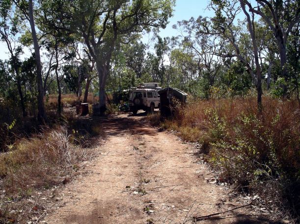 Resize of 06-29-2005 02 Cane Toad Clearing 2.JPG