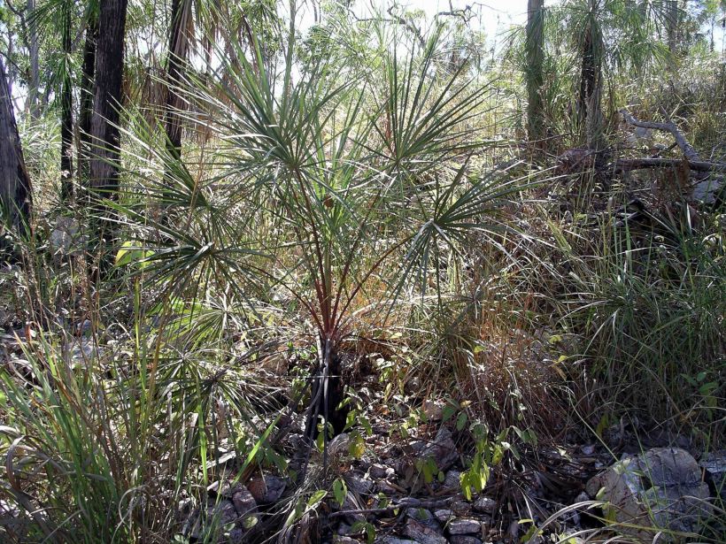 Resize of 07-03-2005 02 Livistonia Palm.JPG