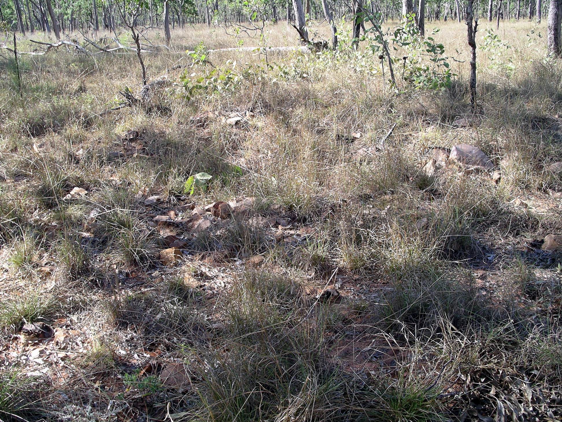 Resize of 07-10-2005 01 Aboriginal Stone Quarry.JPG