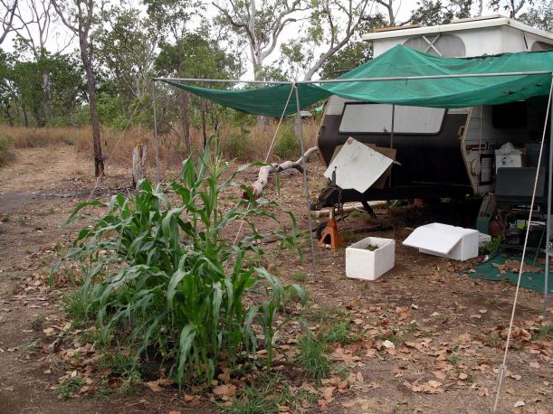 Resize of 07-23-2005 01 the corn patch.JPG