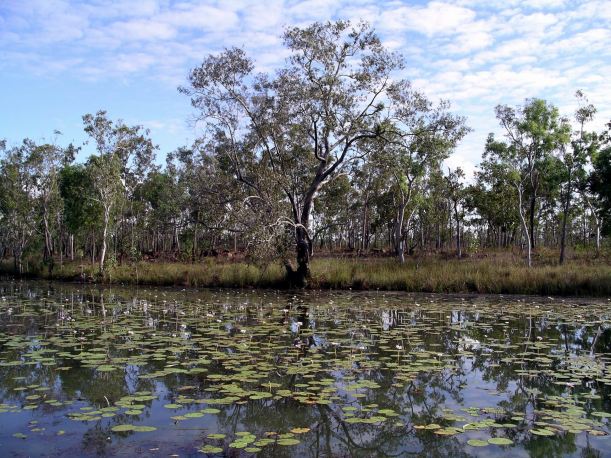 Resize of 07-23-2005 05 Waterhole Ringos Song 3.JPG