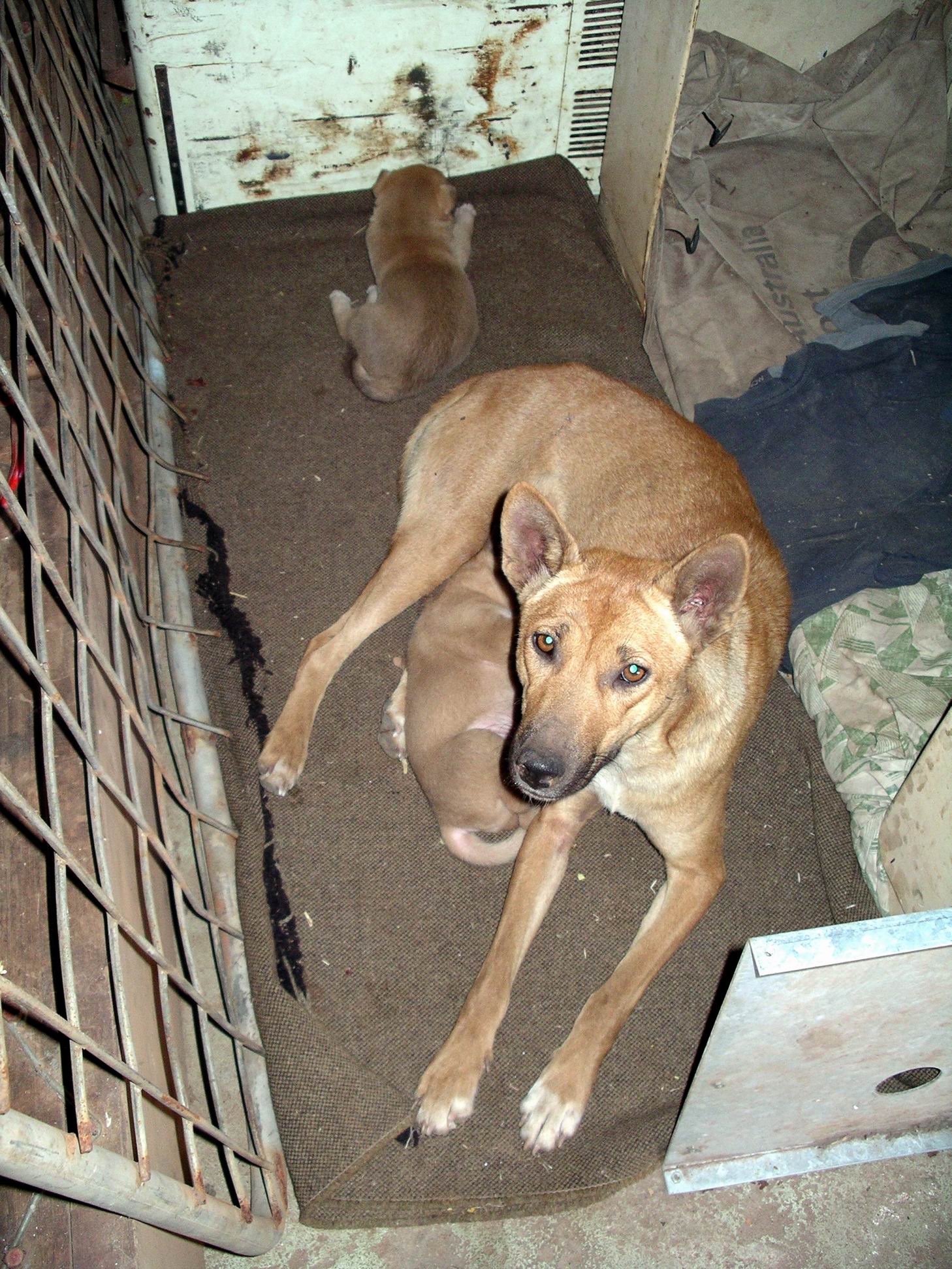 Resize of 07-28-2005 03 Bo and pups 3.JPG