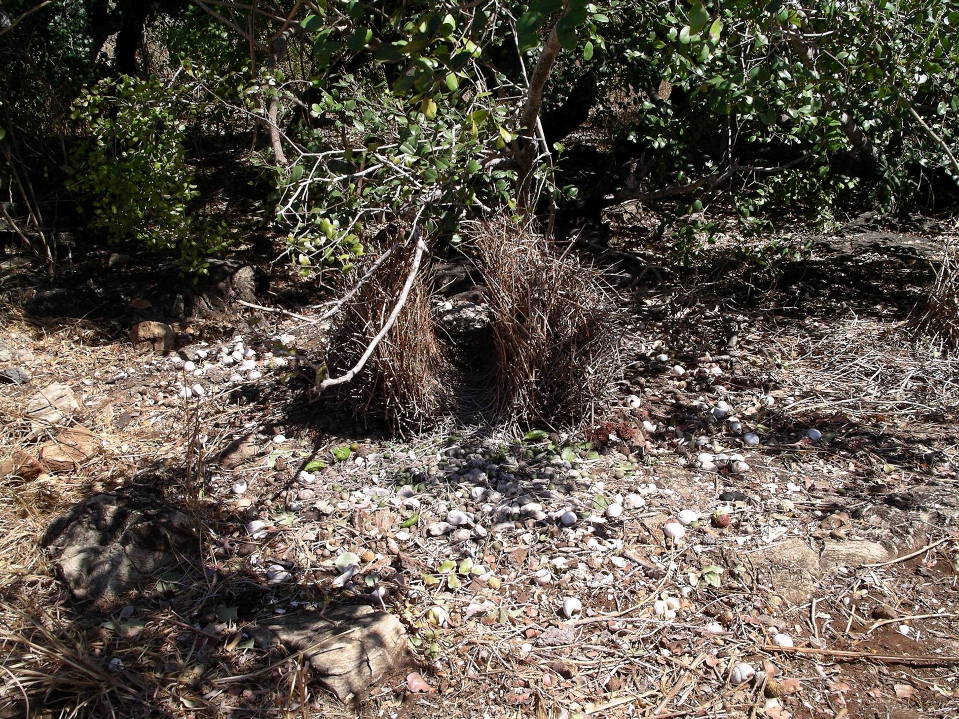 Resize of 08-30-2005 16 Bower