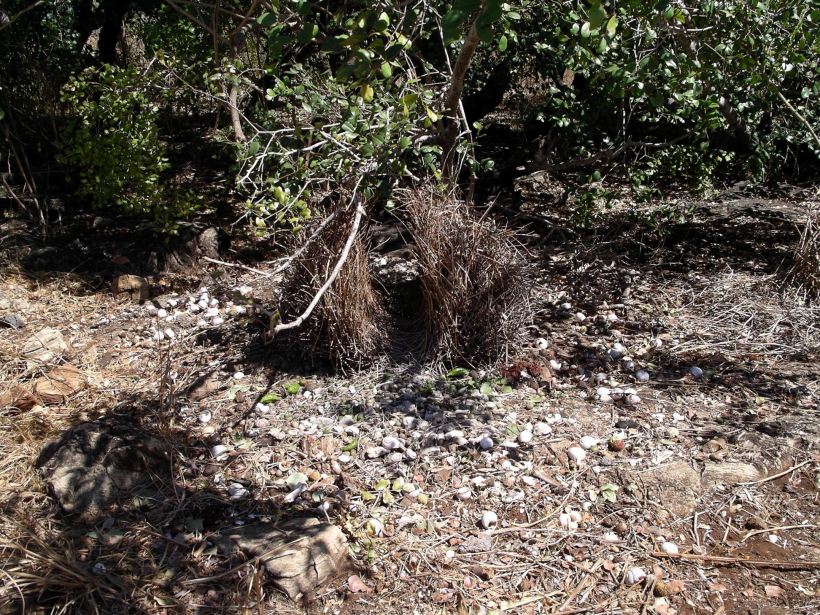 Resize of 08-30-2005 16 Bower