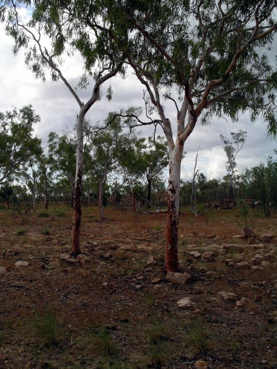 Resize of 05-07-2005 31 Tree Study Hot Dog Creek 3.JPG