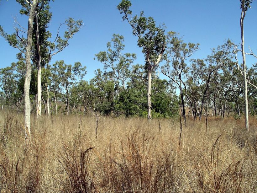 Resize of 08-08-2005 07 Cave Marker Tree.JPG