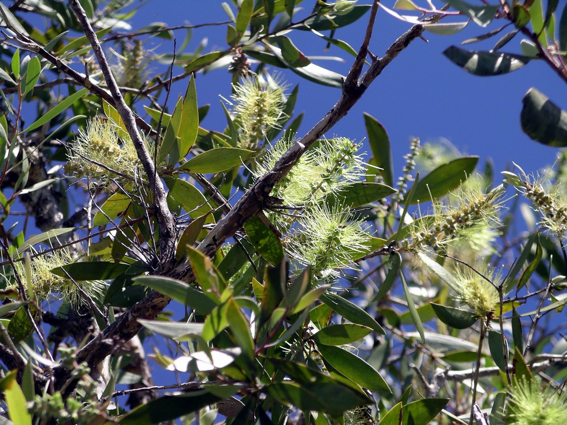 Resize of 08-08-2005 10 Melaleuca Viridiflora 2.JPG
