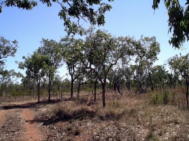 Resize of 08-08-2005 11 Melaleuca Viridiflora 3.JPG