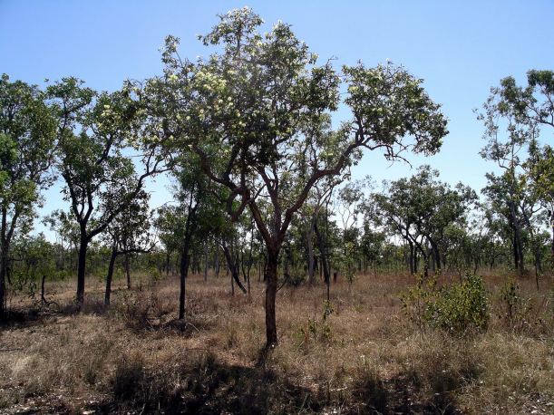 Resize of 08-08-2005 12 Melaleuca Viridiflora 4.JPG
