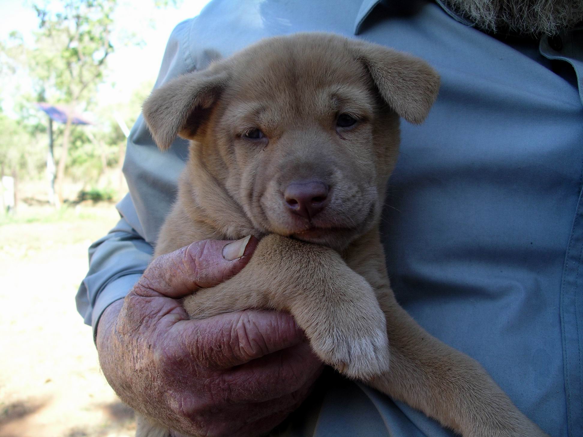 Resize of 08-13-2005 Ding Pups 4