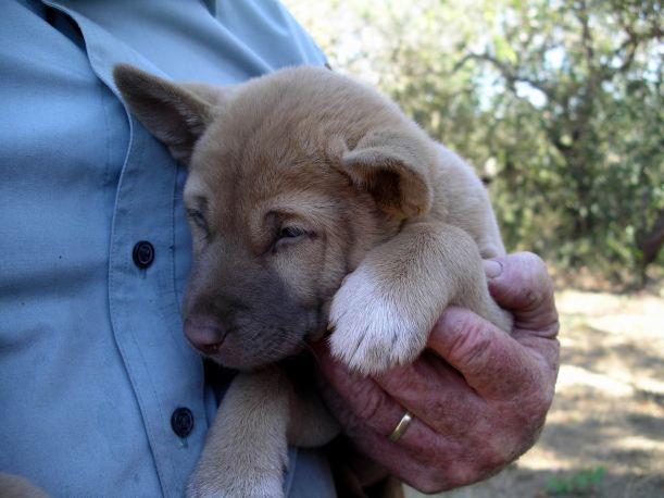 Resize of 08-13-2005 Ding Pups 5