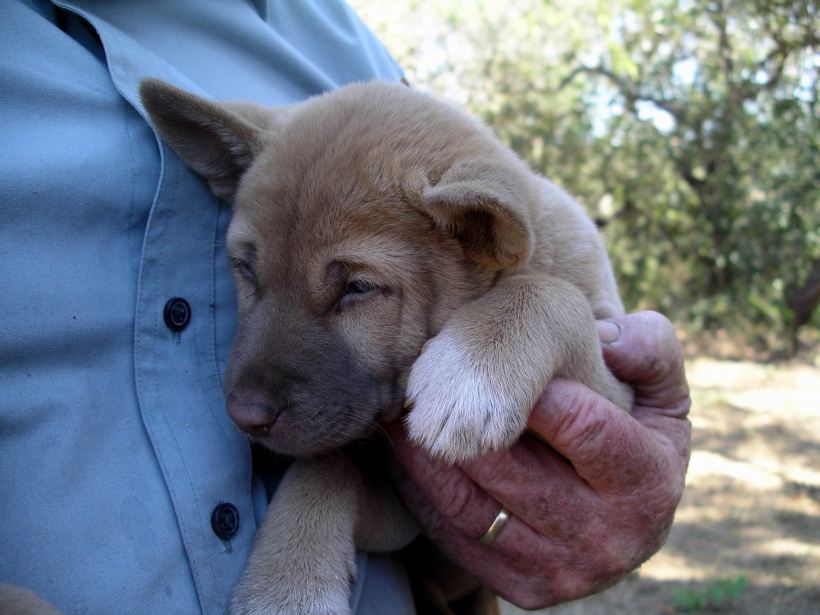 Resize of 08-13-2005 Ding Pups 5