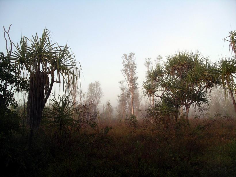 Resize of 08-15-2005 01 Pungalina Mist