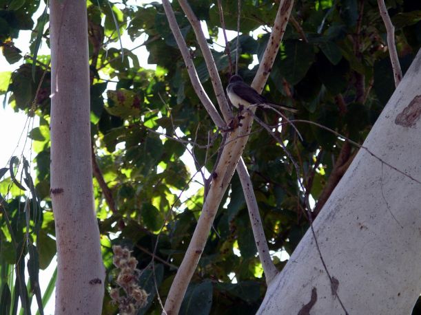 Resize of 08-16-2005 03 Grey Fantail Northern For