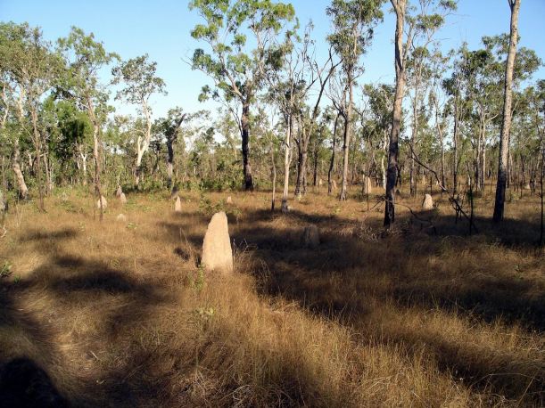 Resize of 08-16-2005 06 Ant City