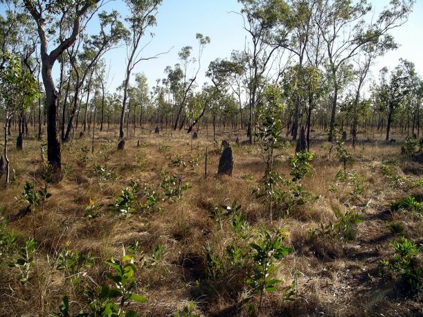 Resize of 08-16-2005 07 Ant City 3