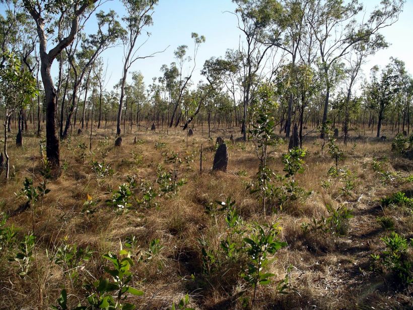 Resize of 08-16-2005 07 Ant City 3