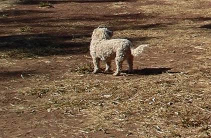 Resize of 08-20-2005 a and w dog