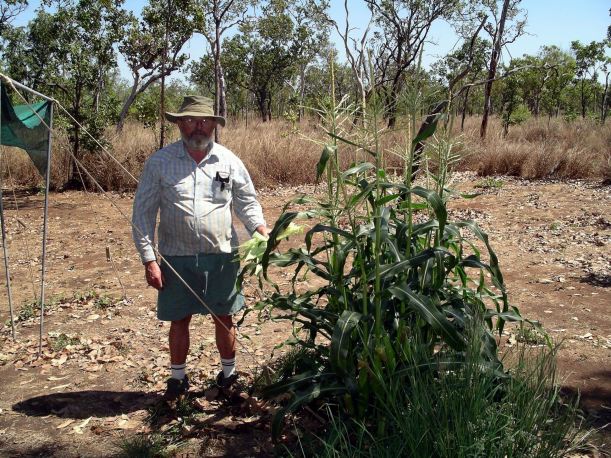 Resize of 08-24-2005 Piss Corn